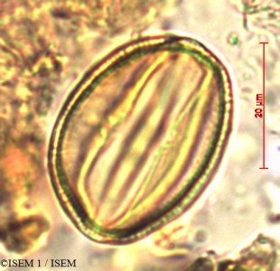 Entada africana - lame n° 24919